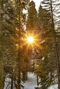 Sunset in the sequoia national park with trees in snow and bright sunbeam