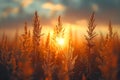 Concept Country Vibes, Golden Hour Glow, Natures Beauty Sunset Serenade over Corn Field