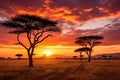 Sunset in the Serengeti National Park, Tanzania, Africa, African savannah with acacia trees at sunset. Serengeti National Park, Royalty Free Stock Photo