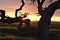 Sunset, Serengeti Plains, Tanzania, Africa Royalty Free Stock Photo