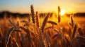 Sunset Serenity. Captivating Views of a Wheat Field Aglow. Generative AI