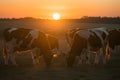 Sunset serenity Cows graze one gazes sun kissed horns gleam