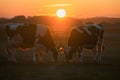 Sunset serenity Cows graze one gazes sun kissed horns gleam