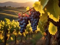 Sunset Serenity: Ripe Grapes in Tuscany\'s Enchanting Vineyards.