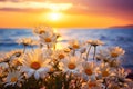 Sunset Serenity: A Vibrant Display of Daisies, Sun Rays, and Oce Royalty Free Stock Photo