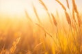 Sunset Serenity: Vintage Forest Macro Photography with Wild Grass.