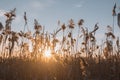 Sunset. The setting sun can be seen through the pampas grass. Royalty Free Stock Photo