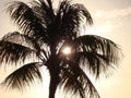 Sunset shadow palm palmtree tree tropcial sun seethrough Royalty Free Stock Photo
