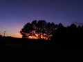 Sunset shadow trees