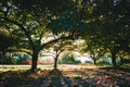 Sunset shining through beautiful trees. Royalty Free Stock Photo