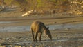 sunset shot of a baird's tapir approaching along sirena beach at corcovado Royalty Free Stock Photo