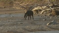 sunset shot of a baird's tapir walking on sirena beach at corcovado Royalty Free Stock Photo