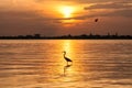 Heron bird at Sunset in Siesta Key beach