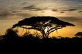 Sunset silhouette of african acacia trees in savanna bush