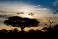 Sunset silhouette of african acacia trees in savanna bush