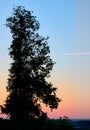 Sunset silhouette of the big birch tree towering above the town