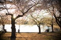 Sunset Silhouette at Cherry Blossom Festival