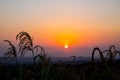 Sunset silhouette of corn sprout