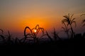 Sunset silhouette of corn sprout