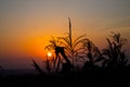 Sunset silhouette of corn sprouts in the field