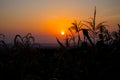 Sunset silhouette of corn sprouts in the field