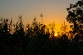 Sunset silhouette of corn sprouts