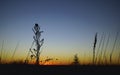 sunset with silhouette of grass and tree and blue sky Royalty Free Stock Photo