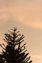 Sunset with silhouette leaves foreground