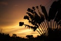 Sunset with silhouette of palm leafs.