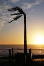 Sunset with silhouette of palm tree in ocean beach Royalty Free Stock Photo