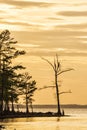 Sunset Silhouette at Pine Cliffs in the Croatan National Forest on the Neuse River