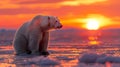 A sunset silhouette of a polar bear sitting on Arctic ice in Kaktovik, Alaska Royalty Free Stock Photo