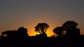 Sunset silhouette of quiver trees against the dark yellow sky in the bushveld