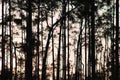 Sunset in the Pine Forest of Florida& x27;s Everglades National Park Royalty Free Stock Photo