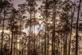 Sunset in the Pine Forest of Florida& x27;s Everglades National Park Royalty Free Stock Photo