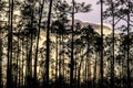 Sunset in the Pine Forest of Florida& x27;s Everglades National Park Royalty Free Stock Photo