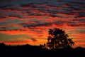 Sunset Silhouette Tree Royalty Free Stock Photo