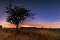 Sunset and silhouette of the tree with ripe apples