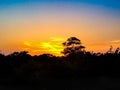 Sunset and silhouette of trees Royalty Free Stock Photo