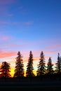 Sunset Silhouette trees at dusk, Brandon, Manitoba