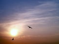 Sunset with silhouette of two seagull birds flying Royalty Free Stock Photo