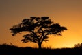Sunset with silhouetted tree Royalty Free Stock Photo
