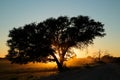 Sunset with silhouetted tree - Kalahari desert Royalty Free Stock Photo