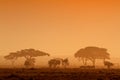 Sunset with silhouetted trees