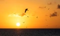 Sunset with silhouettes of birds flying. Royalty Free Stock Photo