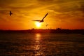 Sunset.Silhouettes of Sultan Ahmed Mosque Blue Mosque and Hagia Sophia Ayasofya Mosque. Royalty Free Stock Photo