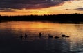 Sunset Silhouetting Barnacle Geese reflected in the ripples of a lake Royalty Free Stock Photo