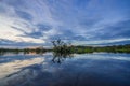 Sunset silhouetting a flooded jungle in Laguna Grande, in the Cuyabeno Wildlife Reserve, Amazon Basin, Ecuador Royalty Free Stock Photo