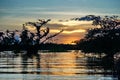 Sunset over the flooded jungle Royalty Free Stock Photo