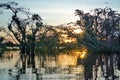 Sunset over the flooded jungle Royalty Free Stock Photo